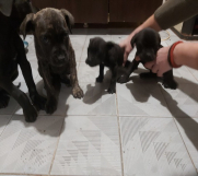 SrbijaOglasi - Cane Corso stenci na prodaju - Cistokrvni 